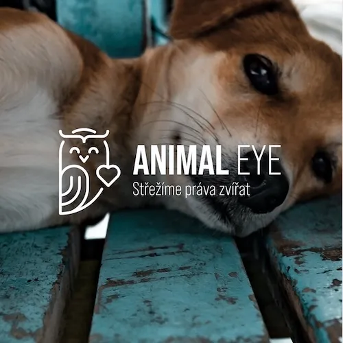 Animal Eye